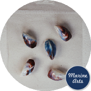 8991-P8 - Craft Pack - Blue Mussels